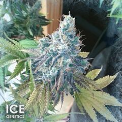 Crystal XXL Auto, Фасовка: 10